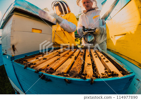 Beekeepers checking honey on the beehive frame in the field. Small business owners on apiary. Natural healthy food produceris working with bees and beehives on the apiary. 114977890
