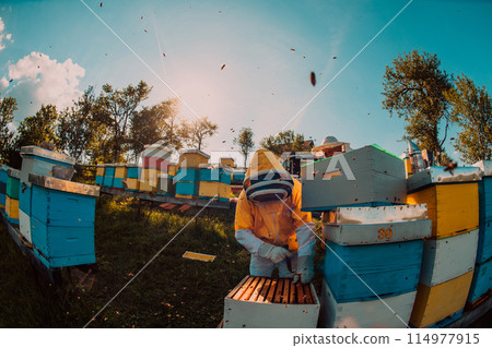 Beekeepers checking honey on the beehive frame in the field. Small business owners on apiary. Natural healthy food produceris working with bees and beehives on the apiary. 114977915