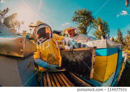 Beekeepers checking honey on the beehive frame in the field. Small business owners on apiary. Natural healthy food produceris working with bees and beehives on the apiary. 114977931