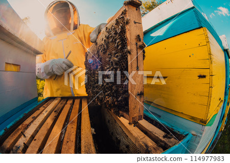 Beekeeper checking honey on the beehive frame in the field. Small business owner on apiary. Natural healthy food produceris working with bees and beehives on the apiary. Beekeeper checking honey on the beehive frame in the field. Small business owner on apiary. Natural healthy food produceris working with bees and beehives on the apiary. 114977983