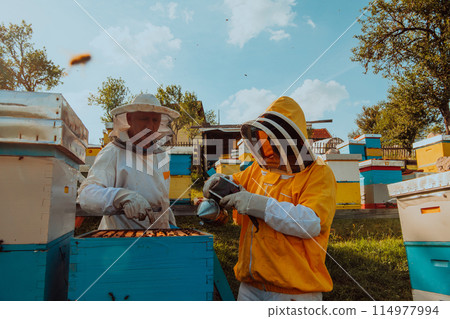 Beekeepers checking honey on the beehive frame in the field. Small business owners on apiary. Natural healthy food produceris working with bees and beehives on the apiary. Beekeepers checking honey on the beehive frame in the field. Small business owners on apiary. Natural healthy food produceris working with bees and beehives on the apiary. 114977994