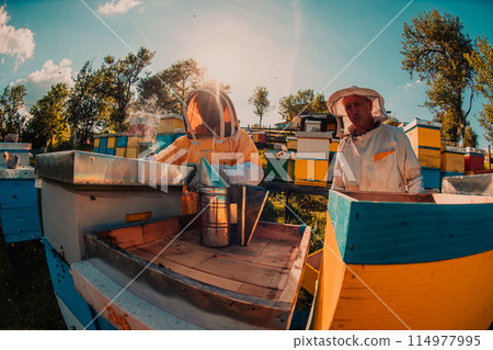 Beekeepers checking honey on the beehive frame in the field. Small business owners on apiary. Natural healthy food produceris working with bees and beehives on the apiary. 114977995