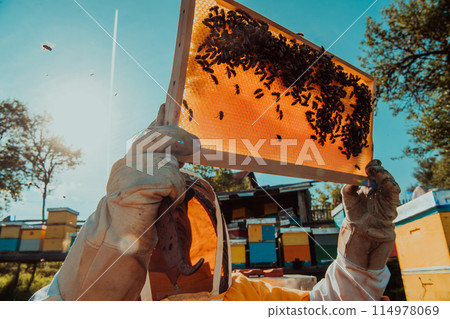 Wide shot of a beekeeper holding the beehive frame filled with honey against the sunlight in the field full of flowers Wide shot of a beekeeper holding the beehive frame filled with honey against the sunlight in the field full of flowers 114978069