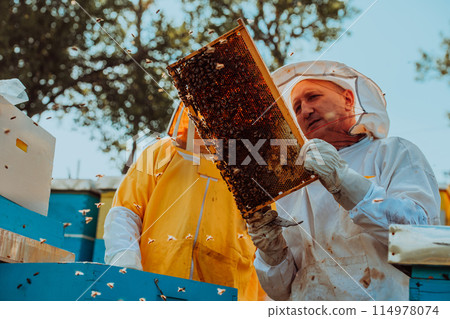 Beekeepers checking honey on the beehive frame in the field. Small business owners on apiary. Natural healthy food produceris working with bees and beehives on the apiary. Beekeepers checking honey on the beehive frame in the field. Small business owners on apiary. Natural healthy food produceris working with bees and beehives on the apiary. 114978074