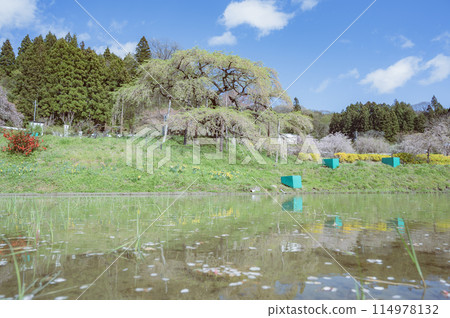 福島縣中島的地藏櫻花（葉櫻） 114978132