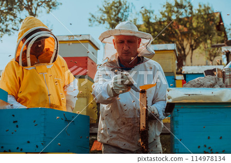 Beekeepers checking honey on the beehive frame in the field. Small business owners on apiary. Natural healthy food produceris working with bees and beehives on the apiary. Beekeepers checking honey on the beehive frame in the field. Small business owners on apiary. Natural healthy food produceris working with bees and beehives on the apiary. 114978134