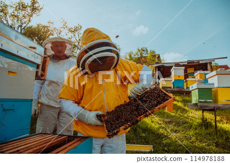 Beekeepers check the honey on the hive frame in the field. Beekeepers check honey quality and honey parasites. A beekeeper works with bees and beehives in an apiary. 114978188