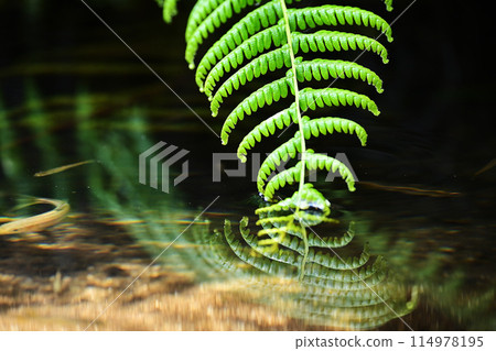 Green ferns reflected in a stream where small fish swim 114978195