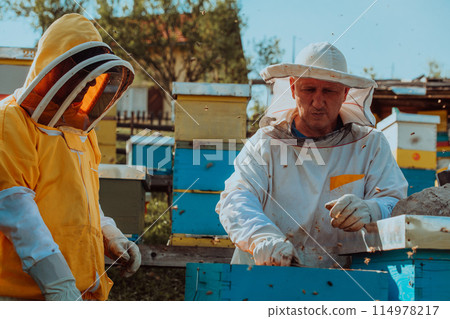 Beekeepers checking honey on the beehive frame in the field. Small business owners on apiary. Natural healthy food produceris working with bees and beehives on the apiary. Beekeepers checking honey on the beehive frame in the field. Small business owners on apiary. Natural healthy food produceris working with bees and beehives on the apiary. 114978217
