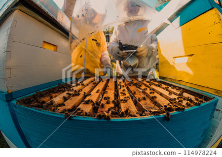 Beekeepers checking honey on the beehive frame in the field. Small business owners on apiary. Natural healthy food produceris working with bees and beehives on the apiary. 114978224