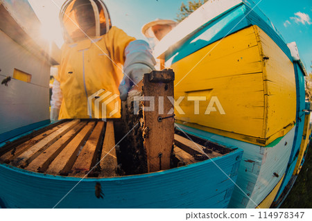 Beekeeper checking honey on the beehive frame in the field. Small business owner on apiary. Natural healthy food produceris working with bees and beehives on the apiary. 114978347