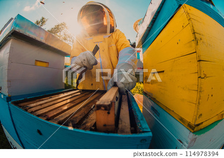 Beekeeper checking honey on the beehive frame in the field. Small business owner on apiary. Natural healthy food produceris working with bees and beehives on the apiary. Beekeeper checking honey on the beehive frame in the field. Small business owner on apiary. Natural healthy food produceris working with bees and beehives on the apiary. 114978394