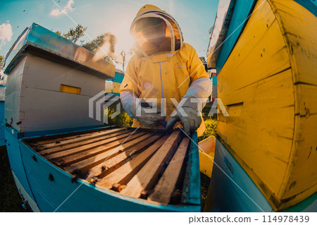 Beekeepers checking honey on the beehive frame in the field. Small business owners on apiary. Natural healthy food produceris working with bees and beehives on the apiary. 114978439
