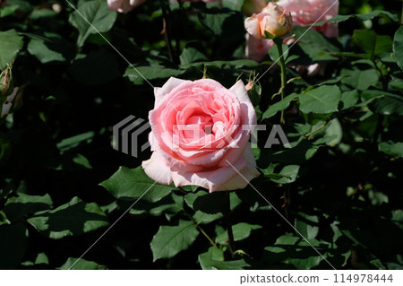 Pink rose "Hamamirai" Pink rose "Hamamirai" 114978444