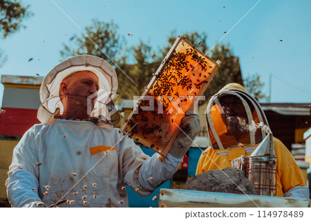 Beekeepers checking honey on the beehive frame in the field. Small business owners on apiary. Natural healthy food produceris working with bees and beehives on the apiary. 114978489