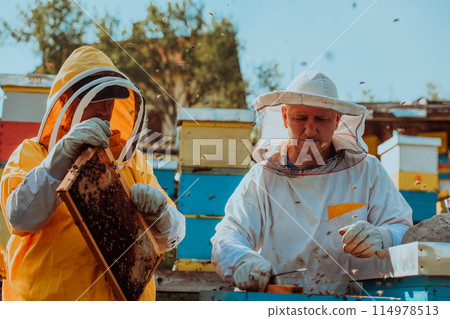 Beekeepers checking honey on the beehive frame in the field. Small business owners on apiary. Natural healthy food produceris working with bees and beehives on the apiary. Beekeepers checking honey on the beehive frame in the field. Small business owners on apiary. Natural healthy food produceris working with bees and beehives on the apiary. 114978513