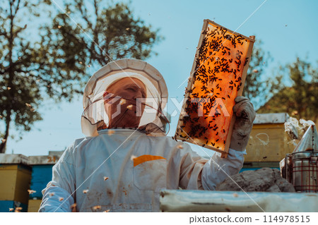 Beekeepers checking honey on the beehive frame in the field. Small business owners on apiary. Natural healthy food produceris working with bees and beehives on the apiary. Beekeepers checking honey on the beehive frame in the field. Small business owners on apiary. Natural healthy food produceris working with bees and beehives on the apiary. 114978515