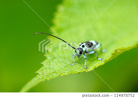 A ramie longhorn beetle that closely resembles the blue-spotted longhorn beetle, but is smaller (close-up with natural light, strobe, and macro lens) A ramie longhorn beetle that closely resembles the blue-spotted longhorn beetle, but is smaller (close-up with natural light, strobe, and macro lens) 114978752