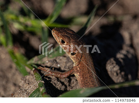 A picture of a brown lizard that is looking for prey searching on a dry field 114978846
