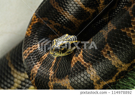 A species of snake called the yellow anaconda, photographed while it was warming up from the sun's rays. 114978892