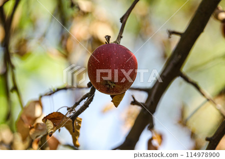 A single function, the apple on a branch of a wild tree, in an orchard. Autumn season, fruit and vegetable harvest concept. 114978900