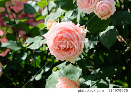 Pink rose "Hamamirai" Pink rose "Hamamirai" 114979076
