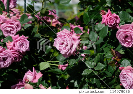 Rose in full bloom "Blue Perfume" 114979086
