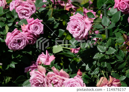 Rose in full bloom "Blue Perfume" 114979237
