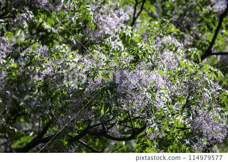 看起來像紫藤但不是紫藤的藥用植物。 114979577