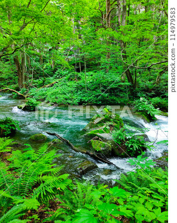 Oirase stream Oirase stream 114979583