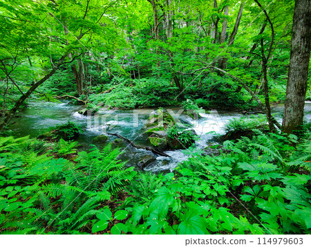 Oirase stream 114979603