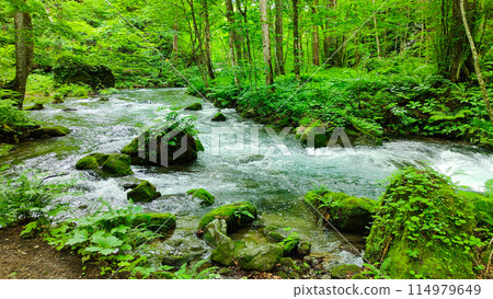 Oirase stream Oirase stream 114979649