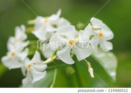 乾淨涼爽的白色Teikadura花簇(自然光+微距特寫照片) 乾淨涼爽的白色Teikadura花簇(自然光+微距特寫照片) 114980012