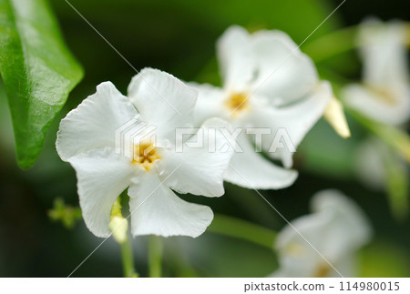 純淨清涼的純白帝卡杜拉花（自然光+微距特寫照片） 114980015