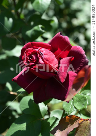 俄克拉荷馬玫瑰 114980024