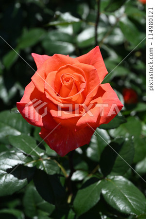 勞拉·羅斯 勞拉·羅斯 114980121