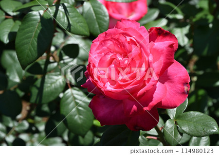 Torch/Rose Torch/Rose 114980123