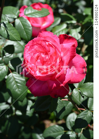 Torch/Rose Torch/Rose 114980124