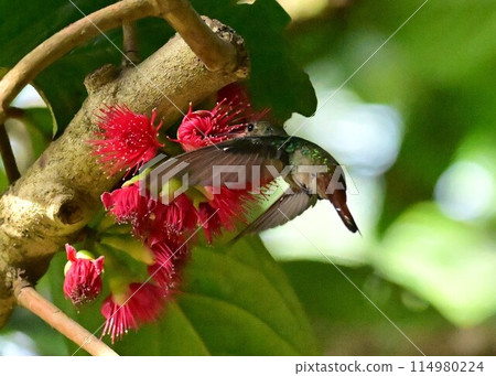 Hummingbirds flying around in search of nectar 114980224