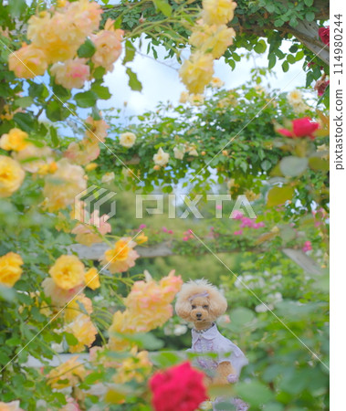 坐在長椅上的玩具貴賓犬,上面有玫瑰花 坐在長椅上的玩具貴賓犬,上面有玫瑰花 114980244