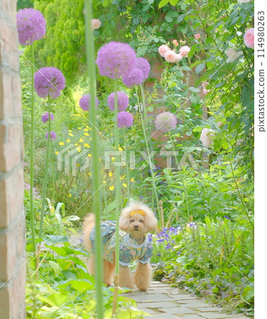 Flower garden and toy poodle 114980263