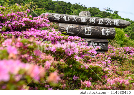 尼塔·帕斯·阿塞莉亞 114980430