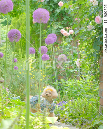 Flower garden and toy poodle 114980795