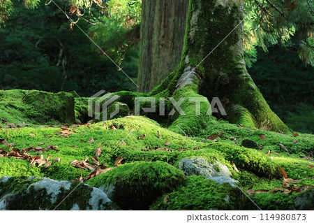 長滿青苔的岩石和樹根 114980873