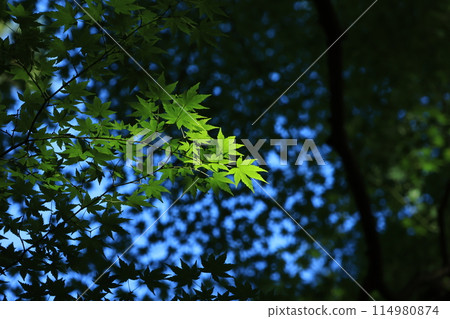 藍色的楓葉在背光下閃閃發光 114980874