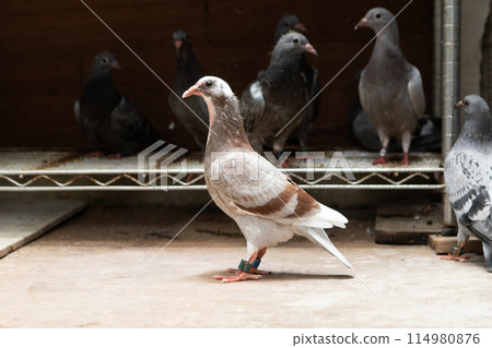 full body of young homing pigeon standing in home loft 114980876