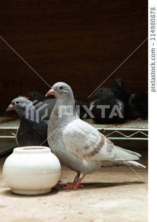 young homing pigeon standing in home loft 114980878