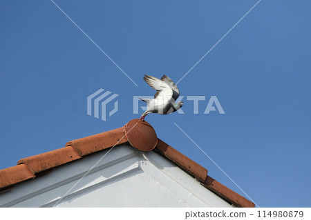 moment of homing pigeon take off to fly from home roof 114980879
