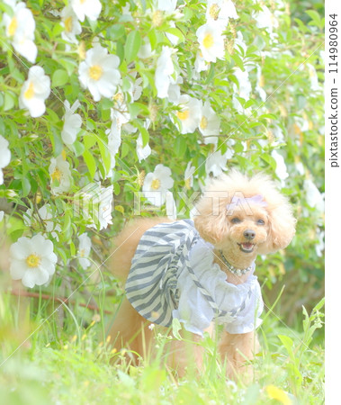Toy poodle playing in a flowered park 114980964