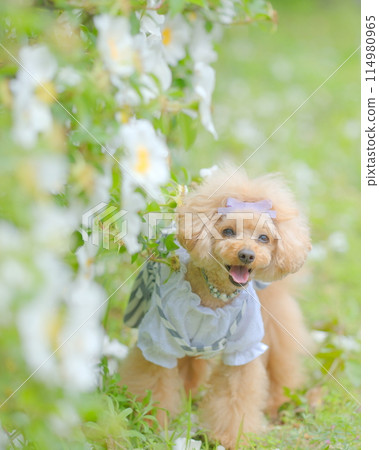 Spring flowers and toy poodle 114980965